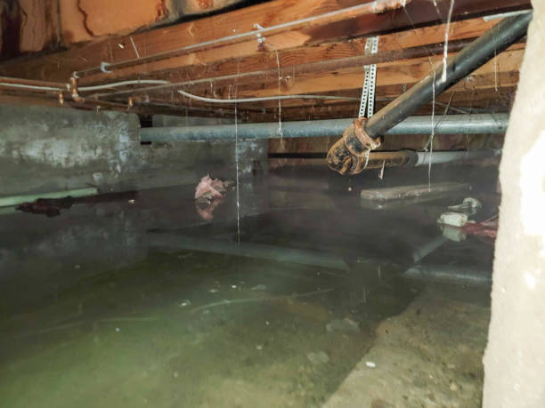 Best Flood damage cleanup  in Salida, CO